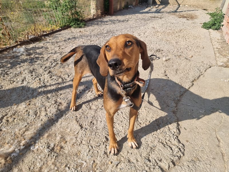 Malou - sanfte Hundedame mit viel Liebe im Gepäck!