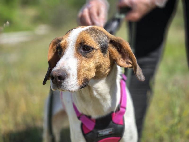 Ellie - mit einem Lächeln auf vier Pfoten
