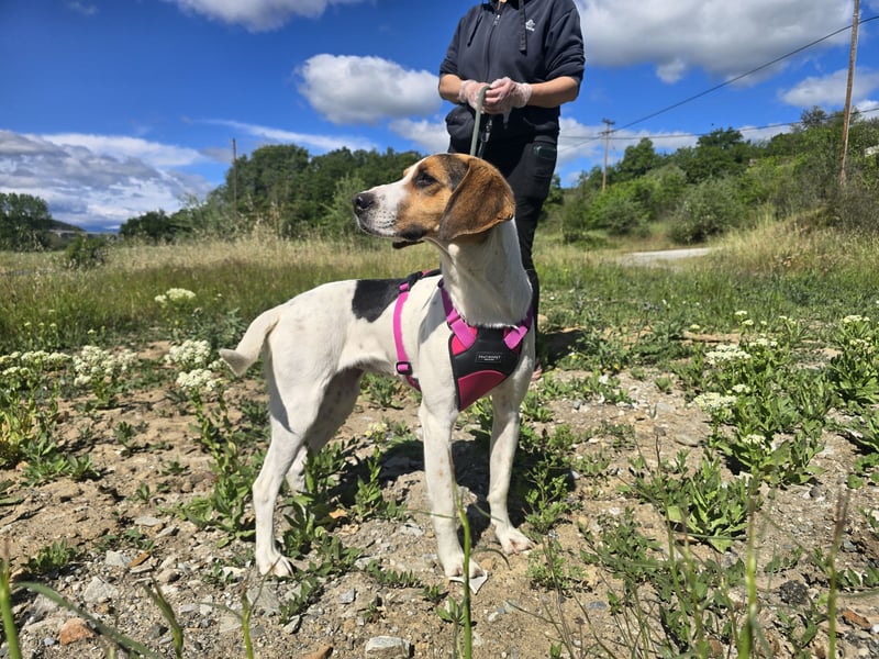 Ellie - mit einem Lächeln auf vier Pfoten