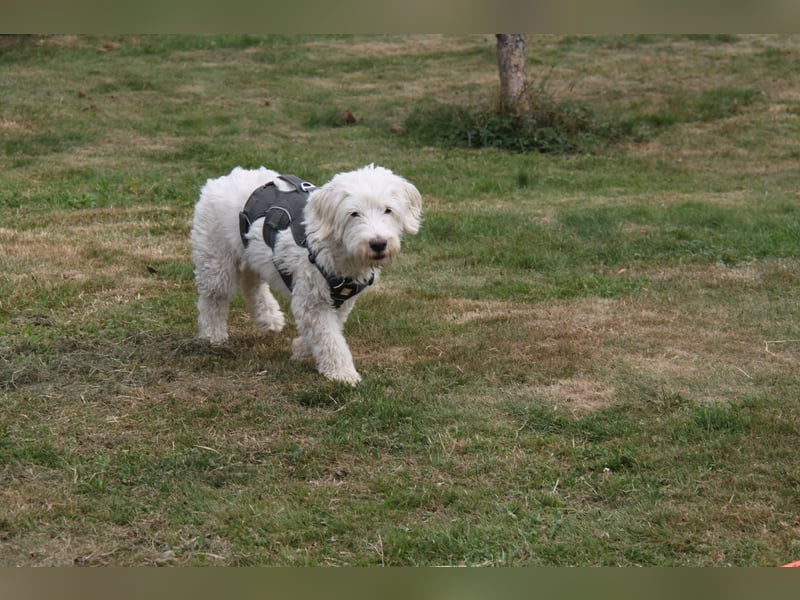 Dobby – sucht Menschen mit Hundeerfahrung und einem großen Herzen