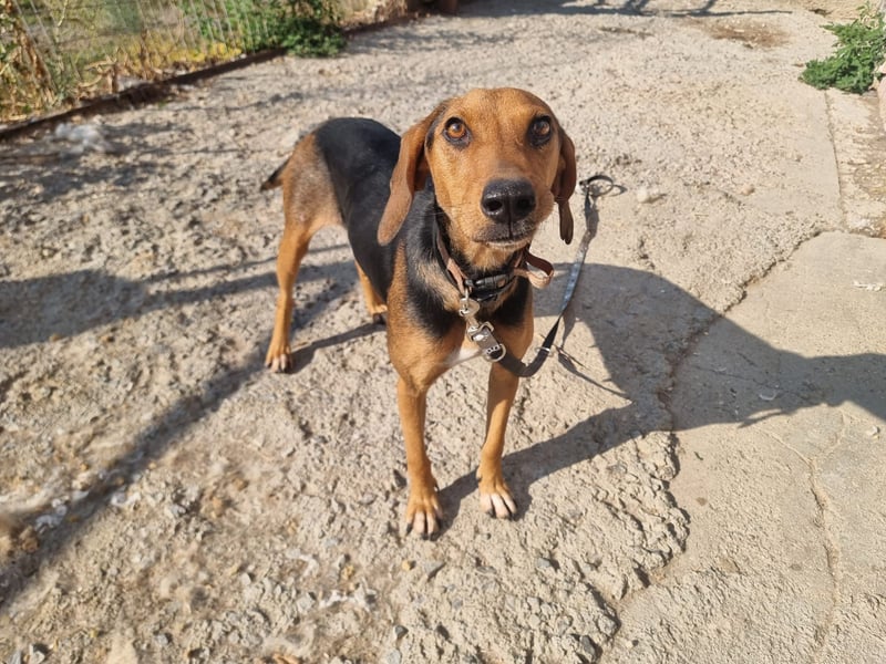 Malou - sanfte Hundedame mit viel Liebe im Gepäck!