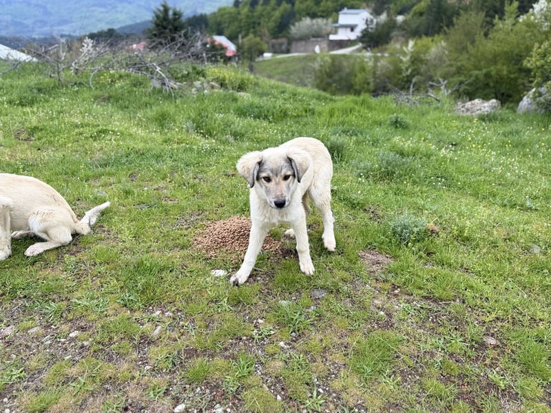 Forest sucht seinen Menschen