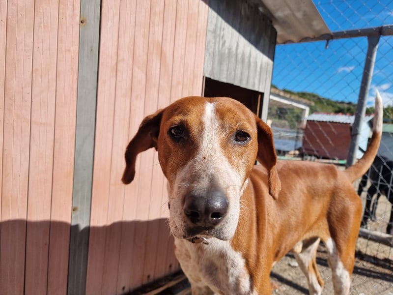 Carlo- Ein echter Seelenhund auf der Suche nach Geborgenheit