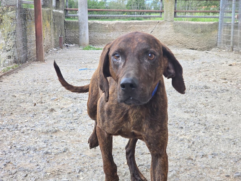 Django – vom Straßenhund zum Hoffnungsträger