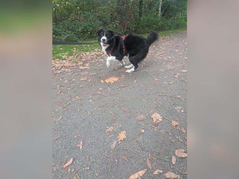 Greta sucht ihr neues Für Immer Zuhause