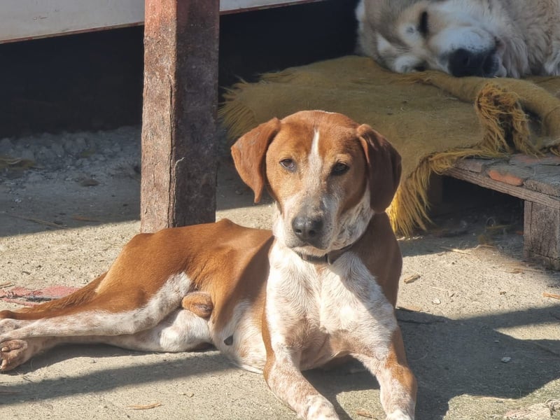 Carlo- Ein echter Seelenhund auf der Suche nach Geborgenheit