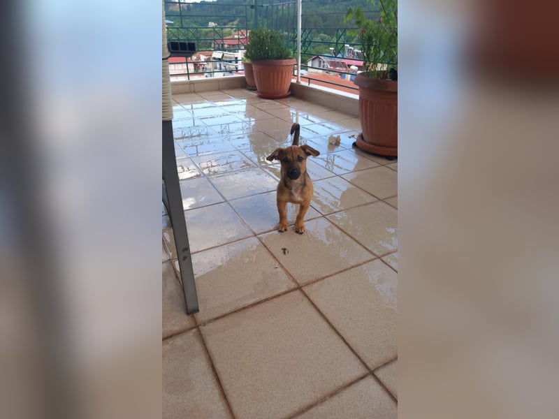 Beany - ein kleines Wunder sucht ihr Glück