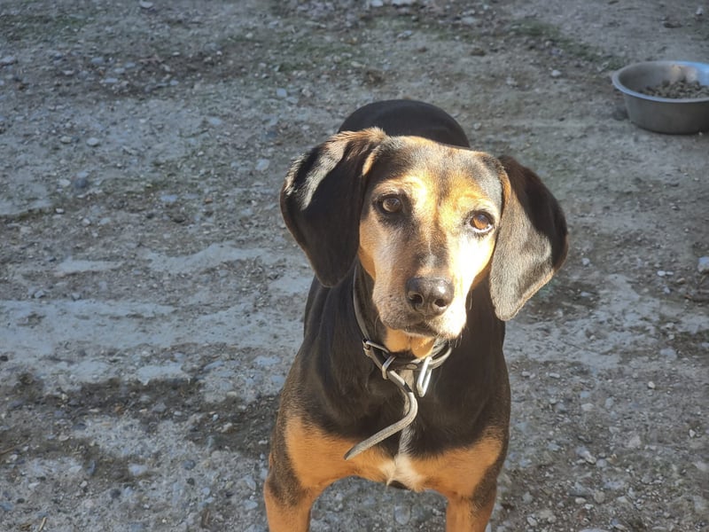 Laika, ein Herz aus Gold, sucht ihren Menschen