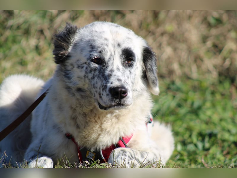Pippa - wundervolle und zurückhaltende Hündin sucht ein Zuhause