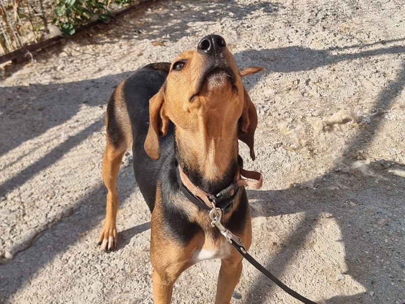 Malou - sanfte Hundedame mit viel Liebe im Gepäck!