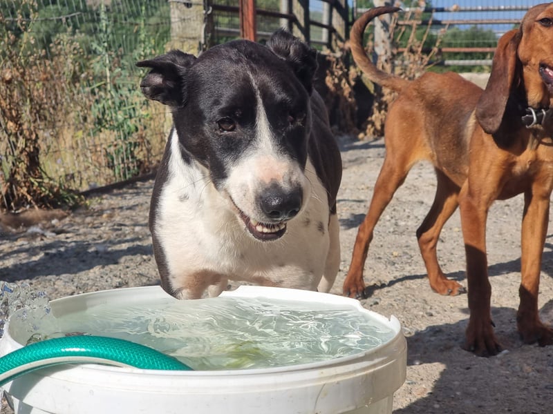 Kuschelprofi mit Abenteuerlust - das ist Jack!
