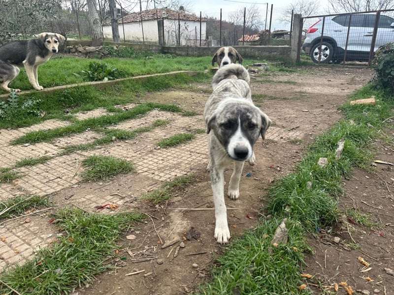 Lili sucht ihr Für-immer-Zuhause!