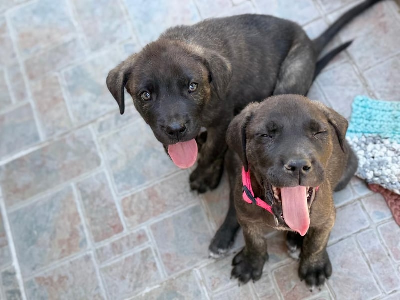 Zuckersüßer Riley sucht Familienanschluss.
