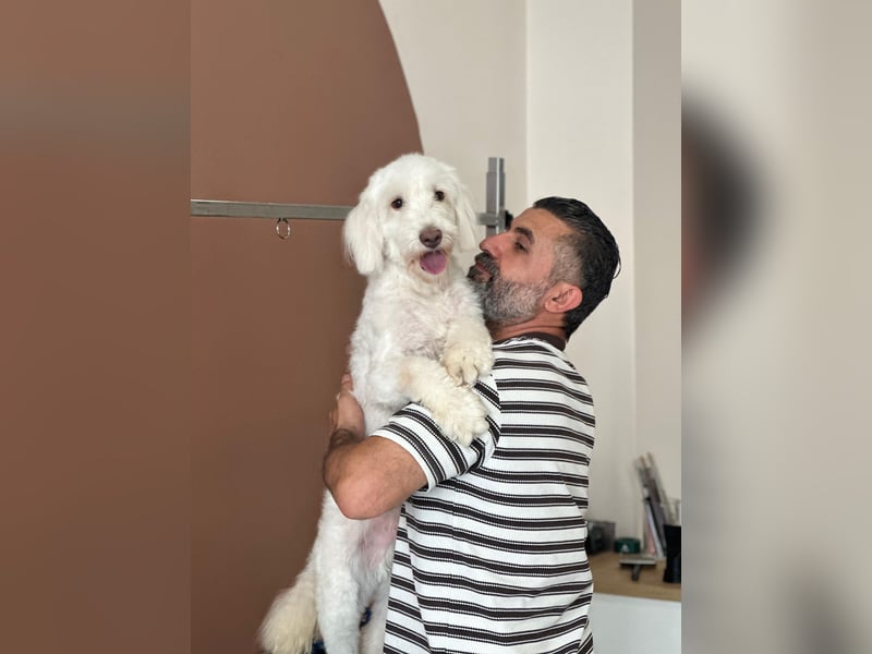 Dobby - ein Hundeherz voller Liebe sucht DICH