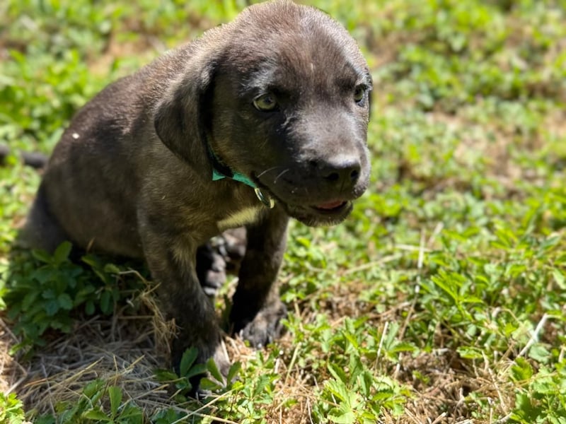 Zuckersüßer Riley sucht Familienanschluss.