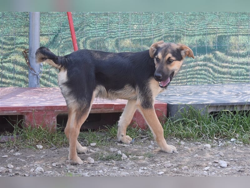 Roky - auf der Suche nach Geborgenheit