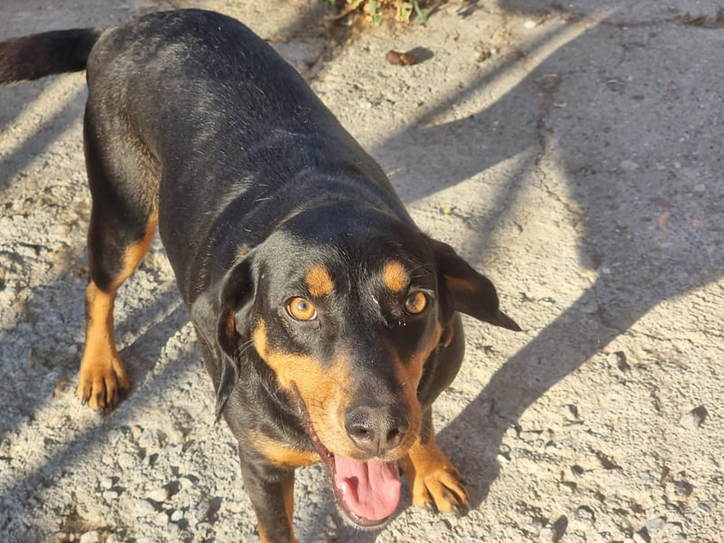 Lisa - liebe kleine Jagdhunddame sucht Dich