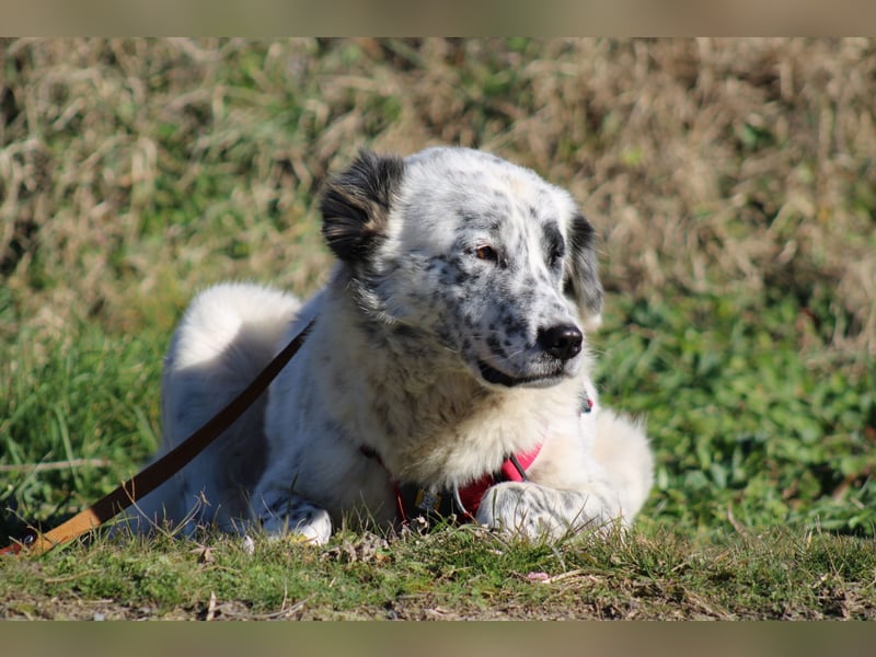 Pippa - wundervolle und zurückhaltende Hündin sucht ein Zuhause