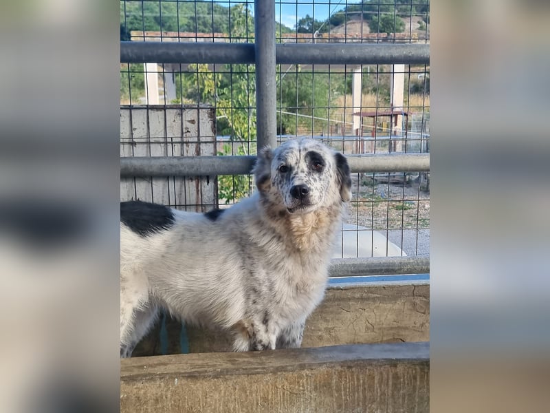 Pippa - wundervolle und zurückhaltende Hündin sucht ein Zuhause