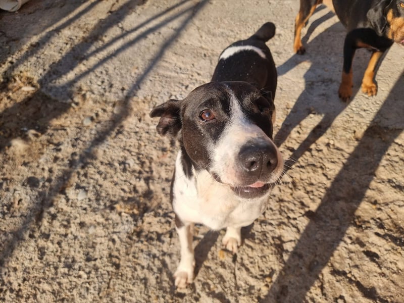 Kuschelprofi mit Abenteuerlust - das ist Jack!