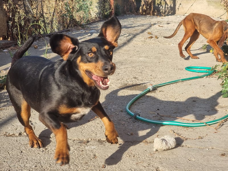 Lisa - liebe kleine Jagdhunddame sucht Dich