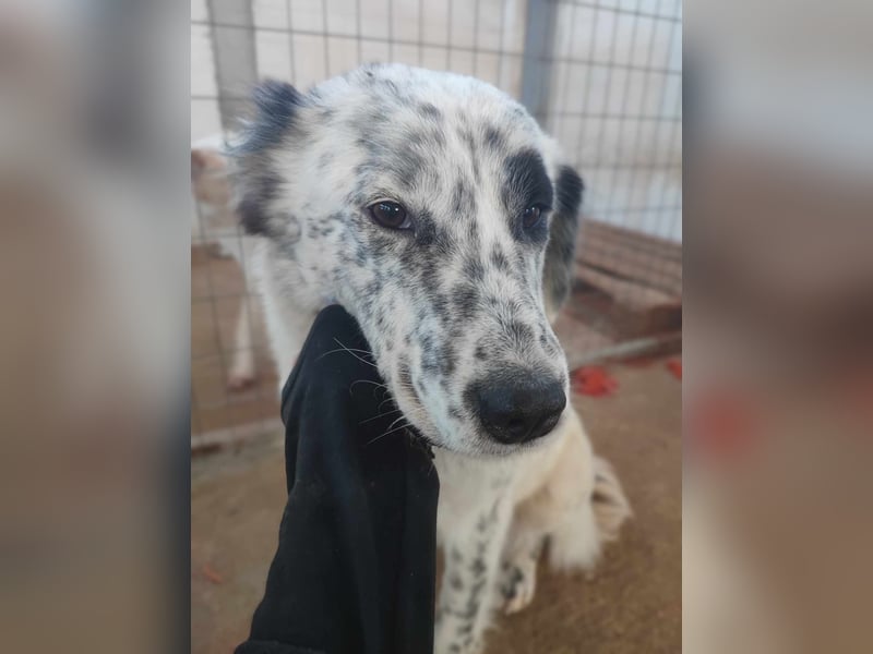 Pippa - wundervolle und zurückhaltende Hündin sucht ein Zuhause