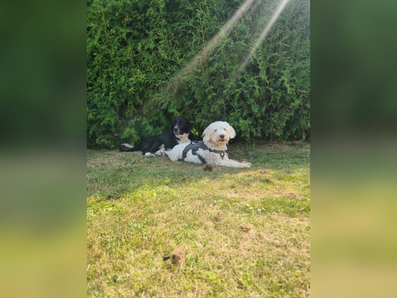 Dobby – sucht Menschen mit Hundeerfahrung und einem großen Herzen