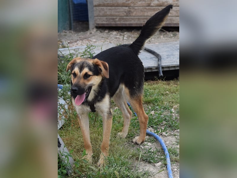 Roky - auf der Suche nach Geborgenheit