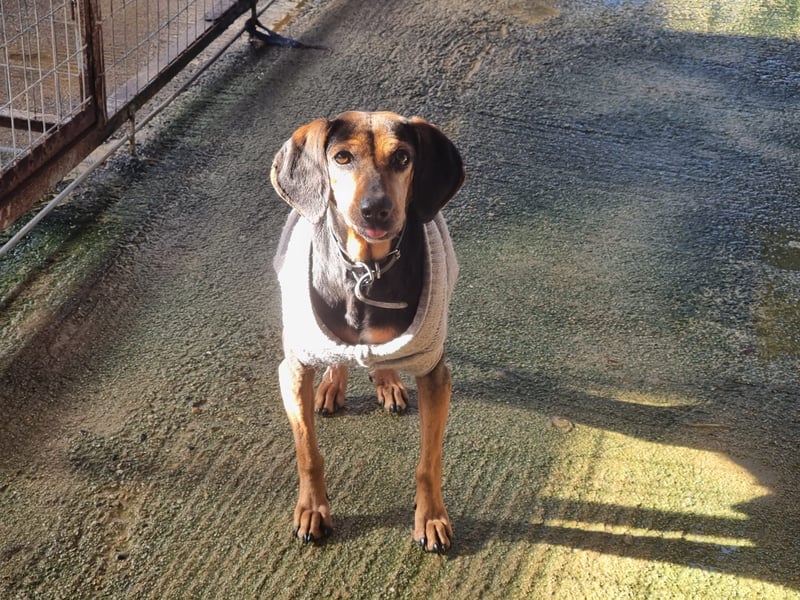 Laika, ein Herz aus Gold, sucht ihren Menschen