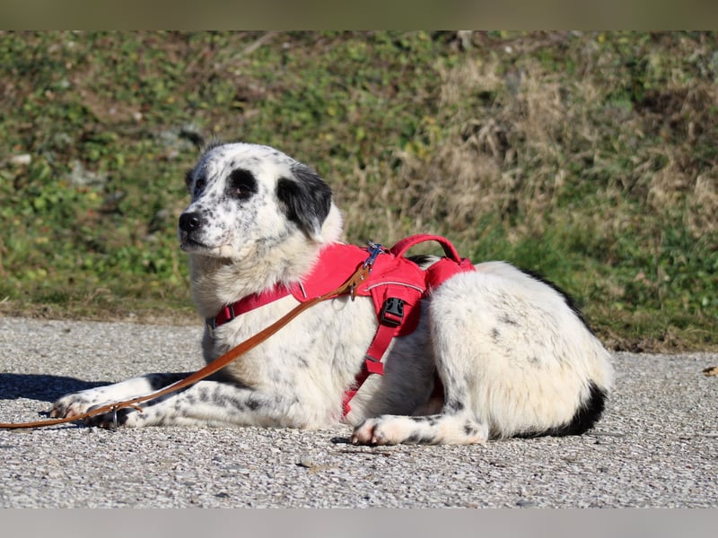 Pippa - wundervolle und zurückhaltende Hündin sucht ein Zuhause
