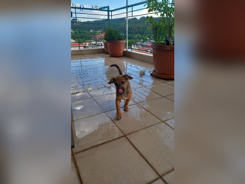 Beany - ein kleines Wunder sucht ihr Glück