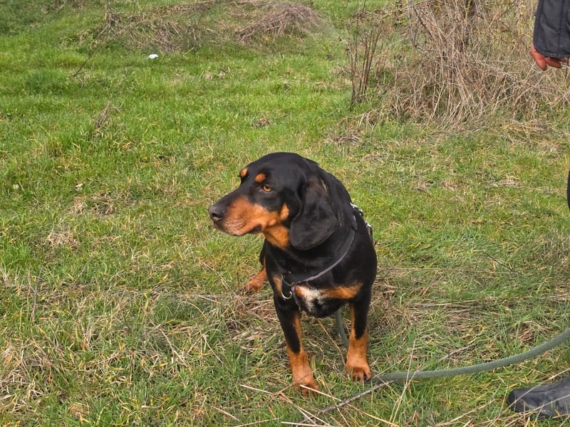 Lisa - liebe kleine Jagdhunddame sucht Dich