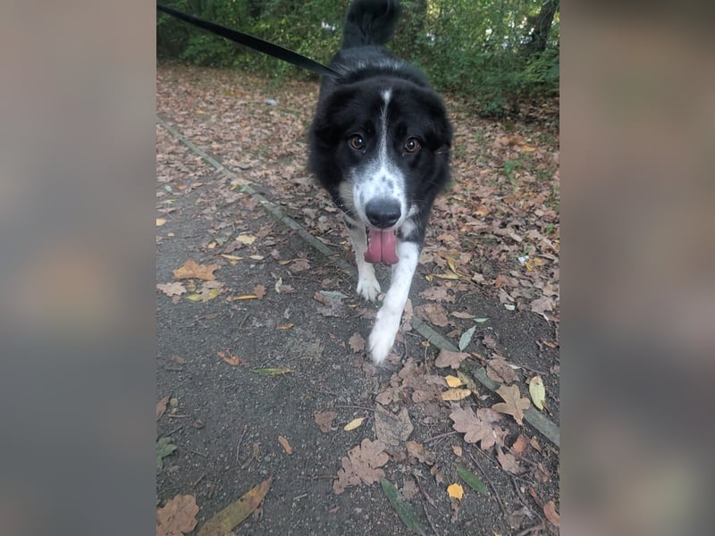 Greta sucht ihr neues Für Immer Zuhause