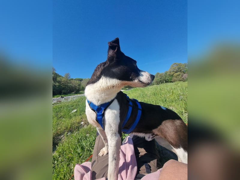 Ahoi – hier kommt Jack, der kleine Pirat auf vier Pfoten!