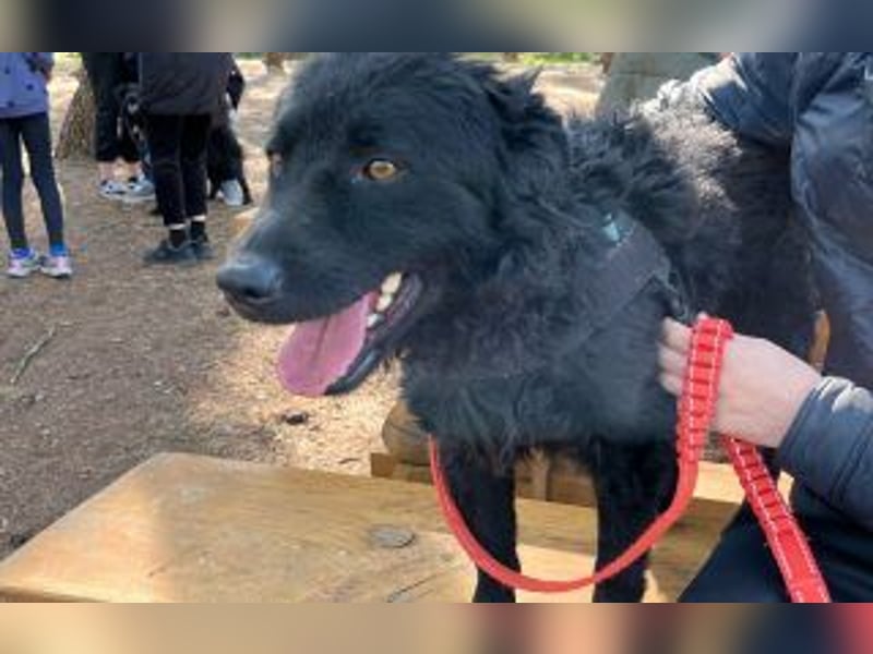 kroatischer Schäferhundmix Gogi