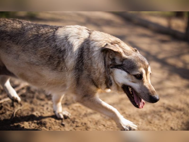 sanftmütige Sibilla