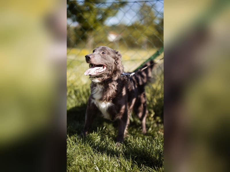 fröhlicher Begleiter Bluey sucht dich