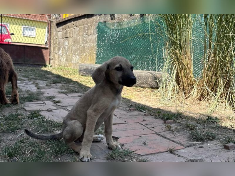 neugierige Winnie