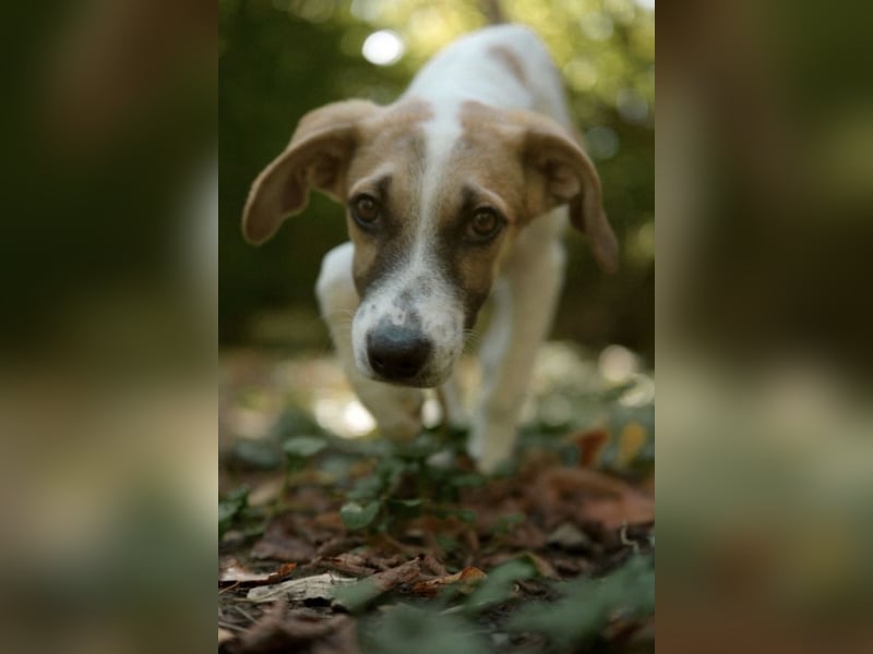 fröhliche Darla wartet in 58135 Hagen