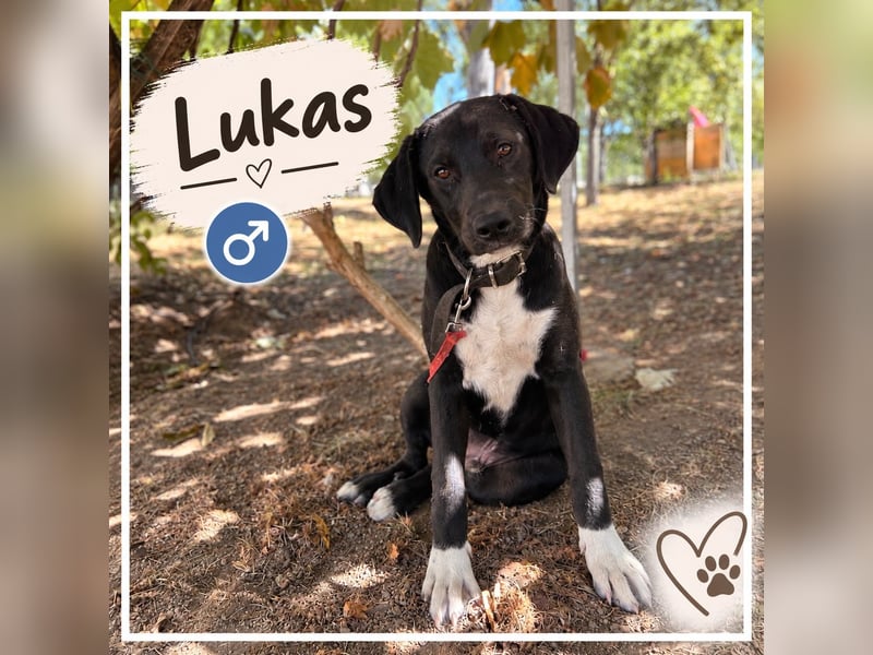 fröhlicher Lukas
