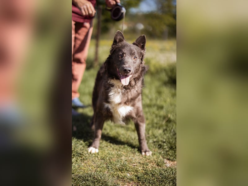 fröhlicher Begleiter Bluey sucht dich