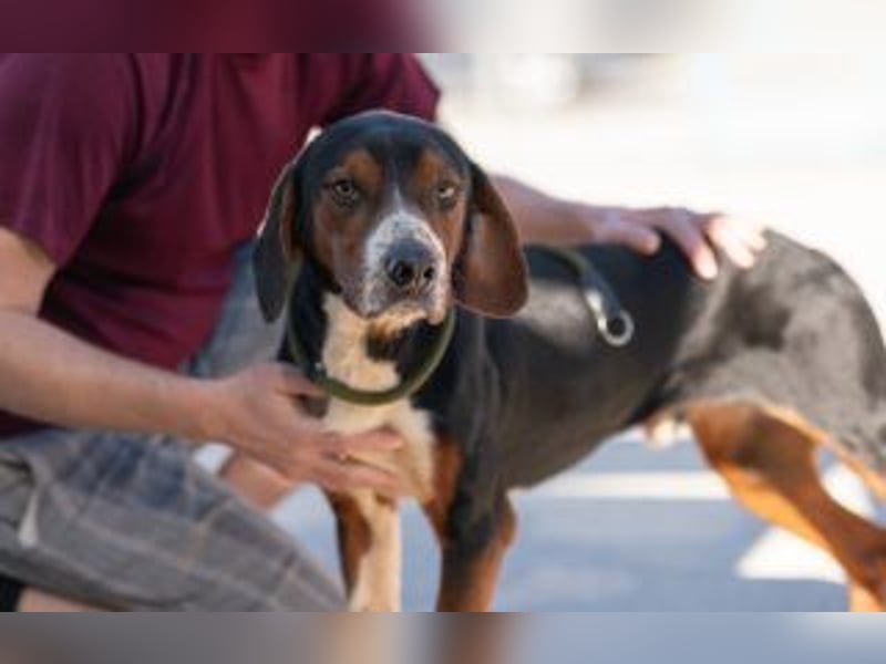 Jagdhund Mischling Bruno