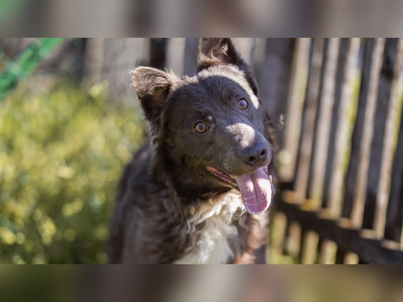 fröhlicher Begleiter Bluey sucht dich