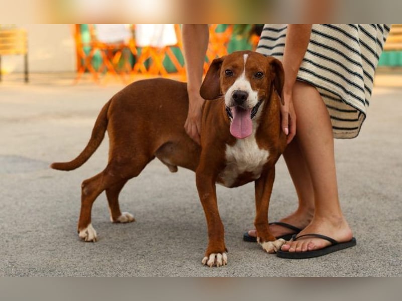 wunderbarerer Begleiter Loli