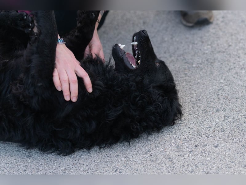 kroatischer Schäferhundmix Gogi