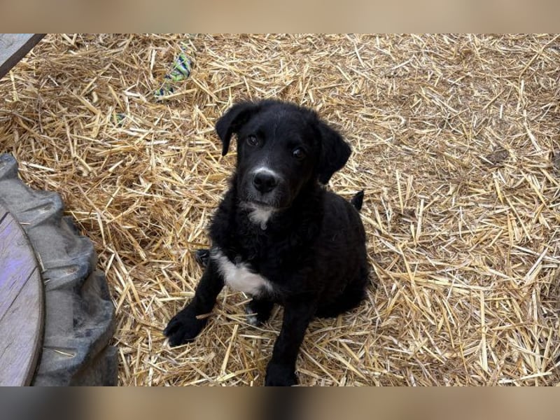 kleiner Kämpfer Brundo