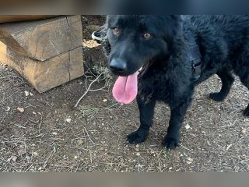 kroatischer Schäferhundmix Gogi