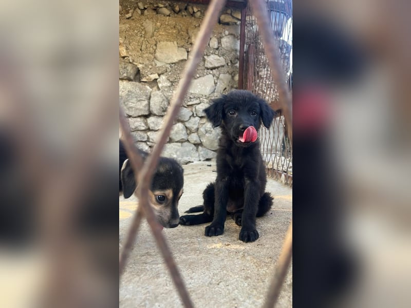 kleine Kämpferin Tamina