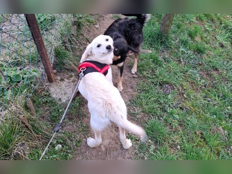 Energierbündel Angie