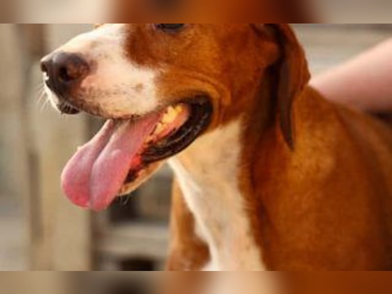 wunderbarerer Begleiter Loli